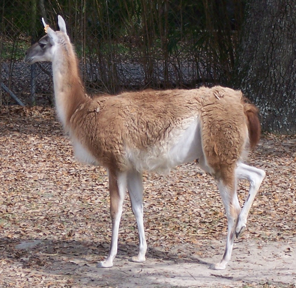 Lama_guanicoe_2005-02-13.jpg
