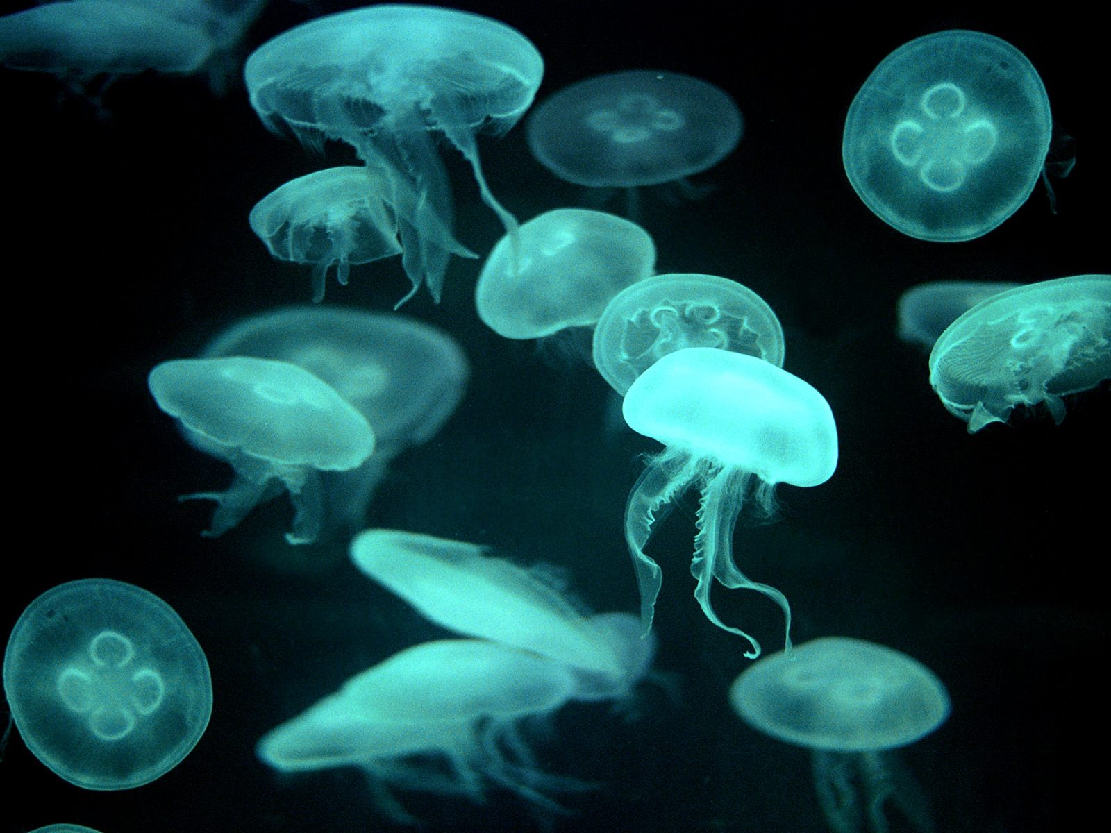 Drifters,%20Jellyfish%20pictures%20underwater%20photos.jpg