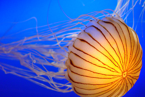 jellyfish2.jpg